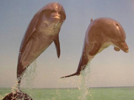 les dauphins
