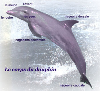 fiche biologique du dauphin