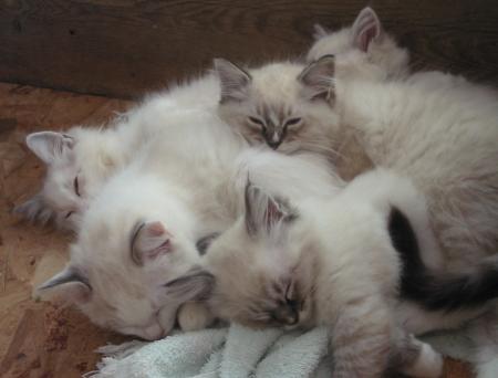 bonne nuit